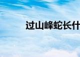 过山峰蛇长什么样子（过山峰蛇）