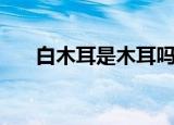 白木耳是木耳吗（白木耳是什么意思）