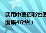 实用中草药彩色图集4（关于实用中草药彩色图集4介绍）