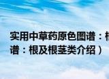 实用中草药原色图谱：根及根茎类（关于实用中草药原色图谱：根及根茎类介绍）