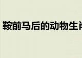 鞍前马后的动物生肖（鞍前马后是什么生肖）