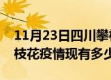 11月23日四川攀枝花疫情近期公布数据及攀枝花疫情现有多少