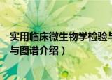 实用临床微生物学检验与图谱（关于实用临床微生物学检验与图谱介绍）