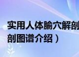 实用人体腧穴解剖图谱（关于实用人体腧穴解剖图谱介绍）