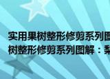 实用果树整形修剪系列图解：梨·山楂·桃·葡萄（关于实用果树整形修剪系列图解：梨·山楂·桃·葡萄介绍）