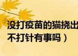 没打疫苗的猫挠出血不打针有事吗（猫挠出血不打针有事吗）