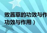 败酱草的功效与作用主要治什么病（败酱草的功效与作用）