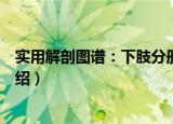 实用解剖图谱：下肢分册（关于实用解剖图谱：下肢分册介绍）