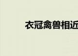 衣冠禽兽相近（衣冠禽兽鱼小肉）