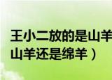 王小二放的是山羊还是绵羊呢（王小二放的是山羊还是绵羊）