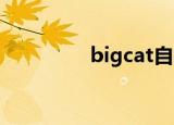 bigcat自行车（big cat）