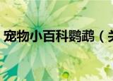 宠物小百科鹦鹉（关于宠物小百科鹦鹉介绍）
