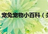 宠兔宠物小百科（关于宠兔宠物小百科介绍）