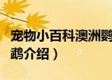 宠物小百科澳洲鹦鹉（关于宠物小百科澳洲鹦鹉介绍）