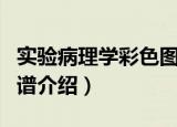 实验病理学彩色图谱（关于实验病理学彩色图谱介绍）