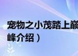 宠物之小茂踏上巅峰（关于宠物之小茂踏上巅峰介绍）