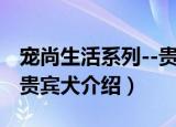 宠尚生活系列--贵宾犬（关于宠尚生活系列--贵宾犬介绍）