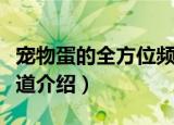 宠物蛋的全方位频道（关于宠物蛋的全方位频道介绍）