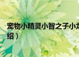 宠物小精灵小智之子小龙（关于宠物小精灵小智之子小龙介绍）