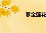 寒金莲花图片（寒金莲）
