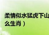 柔情似水猛虎下山是什么生肖（猛虎下山是什么生肖）