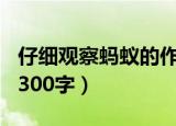 仔细观察蚂蚁的作文300字（观察蚂蚁的作文300字）