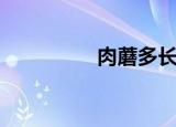 肉蘑多长时间熟（肉蘑）