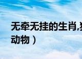 无牵无挂的生肖,猜一个动物（无牵无挂打一动物）