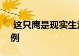  这只鹰是现实生活中光学图像稳定的完美范例