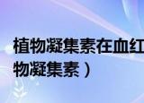 植物凝集素在血红细胞凝集过程中的作用（植物凝集素）