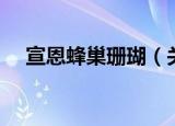 宣恩蜂巢珊瑚（关于宣恩蜂巢珊瑚介绍）