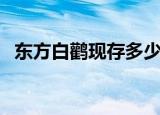 东方白鹳现存多少只（东方白鹳现身青岛）