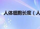 人体细胞长度（人体中最长的细胞有多长）