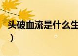 头破血流是什么生肖骑（头破血流是什么生肖）