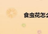食虫花怎么养活（花食虫）