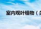 室内观叶植物（关于室内观叶植物介绍）