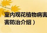 室内观花植物病害防治（关于室内观花植物病害防治介绍）