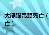 大熊猫吊颈死亡（大熊猫幼仔绳子绕颈窒息死亡）