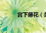 宫下藤花（关于宫下藤花介绍）