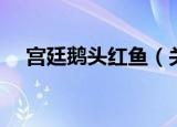 宫廷鹅头红鱼（关于宫廷鹅头红鱼介绍）