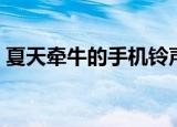 夏天牵牛的手机铃声（牵牛的夏天手机铃声）