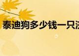 泰迪狗多少钱一只济南（泰迪狗多少钱一只）