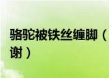 骆驼被铁丝缠脚（骆驼铁丝缠脚被解救长鸣感谢）