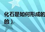 化石是如何形成的模拟实验（化石是如何形成的）