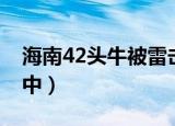 海南42头牛被雷击中（海南30多头牛被雷击中）