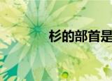 杉的部首是什么（杉的部首）