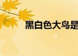 黑白色大鸟是什么（大鸟是什么）