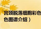 宫颈脱落细胞彩色图谱（关于宫颈脱落细胞彩色图谱介绍）