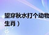 望穿秋水打个动物打个生肖（望穿秋水打一个生肖）