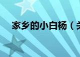家乡的小白杨（关于家乡的小白杨介绍）